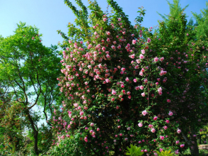 © Les Roses anciennes de La Bonne Maison